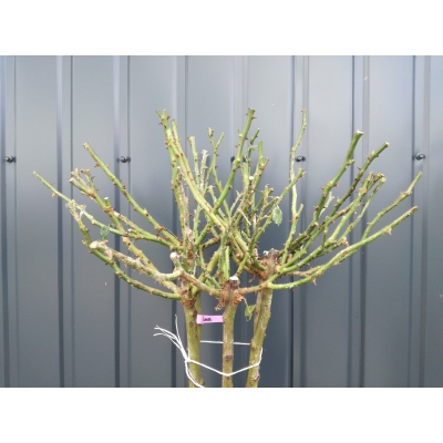 Róża szczepiona NA PNIU QUEEN OF RED